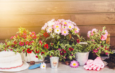 Fototapeta na wymiar Lot of different pink blossom flowers in pots and different gardening tools on wood table, with brown wooden board background. Summertime in garden concept.