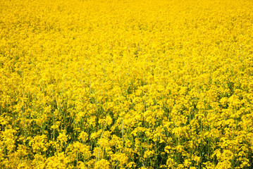 Obraz premium Yellow field rapeseed in bloom