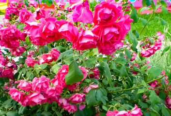 flower, pink, nature, garden, flowers, plant, green, spring, bloom, blossom, red, beautiful, floral, summer, beauty, flora, purple, leaf, rose, bush, petal, blooming, color, natural, 