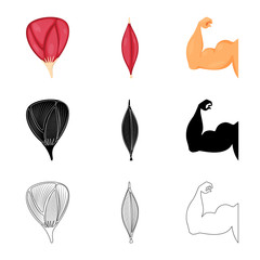 Vector design of fiber and muscular symbol. Collection of fiber and body  stock symbol for web.