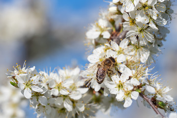 Honey bee collecting pollen from flowers. Spring nature. Bee collects nectar from the white flowers.