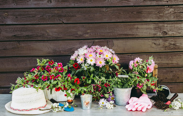 Lot of different pink blossom flowers in pots and different gardening tools on wood table, with brown wooden board background. Summertime in garden concept.