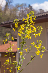 Green buds and young yellow flowers of an organic heirloom Tuscan kale in bloom, edible plant growing in a pot on a balcony as a part of family urban gardening project on a spring summer day in Italy