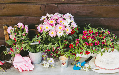 Lot of different pink blossom flowers in pots and different gardening tools on wood table, with brown wooden board background. Summertime in garden concept.