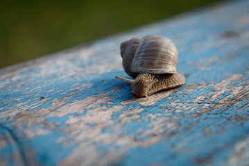 Grape snail on an old, blue wooden board.