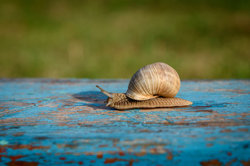 Grape snail on an old, blue wooden board.