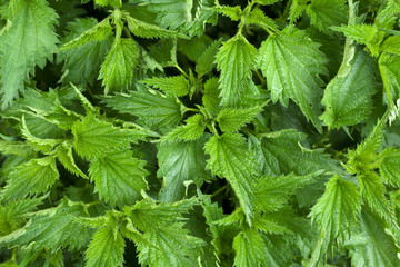texture nettle plant "Urtca" young green nettle background