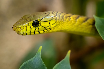 The green mamba (Dendroaspis viridis), a venomous snake