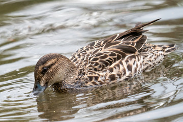 Female mallard duck (anas platyrhynchos) swimming