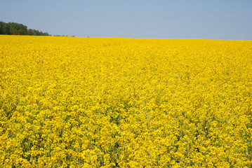 Yellow field rapeseed in bloom