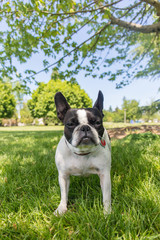 Fototapeta premium French bull and boston terrier mix dog