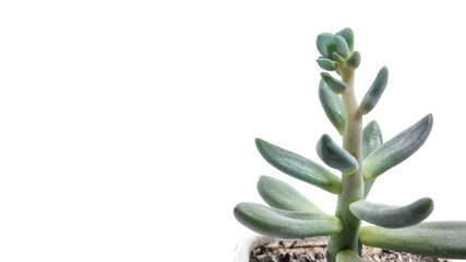Succulent plant green pachyveria on white background close-up