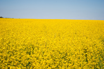 Yellow field rapeseed in bloom
