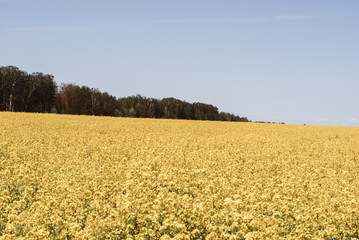 Yellow field rapeseed in bloom