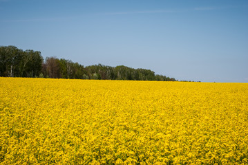 Obraz premium Yellow field rapeseed in bloom