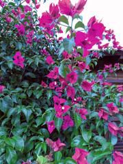 muchas flores violetas con hojas verdes