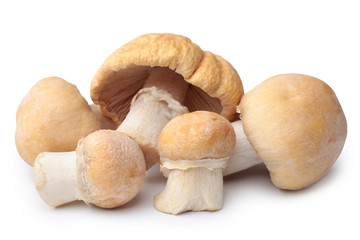 Gypsy mushrooms