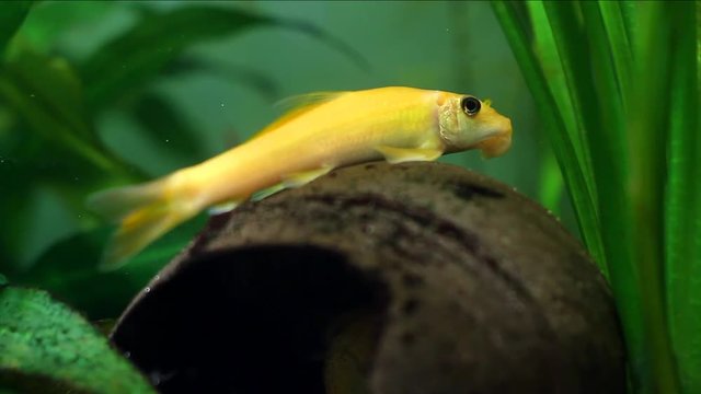 Gyrinocheilus orange, freshwater cypriniform fish, golden dominant female rest on coconut shell