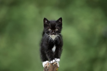 Naklejka na ściany i meble adorable black kitten posing outdoors in summer