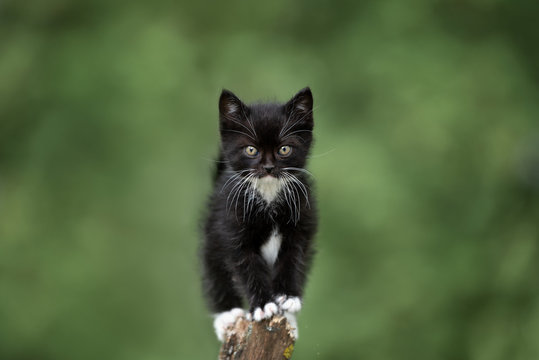 adorable black kitten posing outdoors in summer