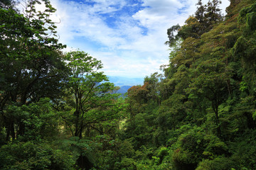 rain forest