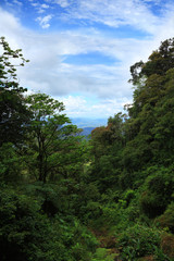 Obraz na płótnie Canvas rain forest