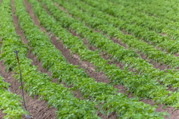Fototapeta na wymiar View of agricultural field with potato cultivation, organic farming