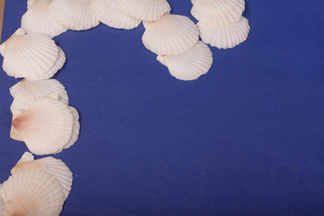 sea shells