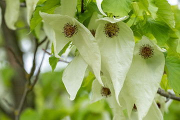 Davidia involucrata vilmoriana Taschentuchbaum