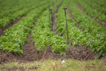 View of agricultural field with potato cultivation, organic farming