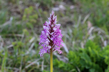 Wild orchids bloom in spring in Germany
