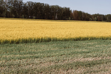 Yellow field rapeseed in bloom
