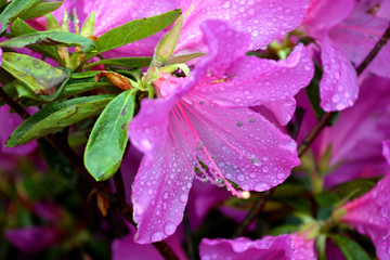 Rhododendron indica. Ericaceae. Beautiful flowers in the botanical garden