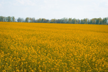 Obraz premium Yellow field rapeseed in bloom