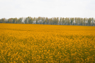 Yellow field rapeseed in bloom