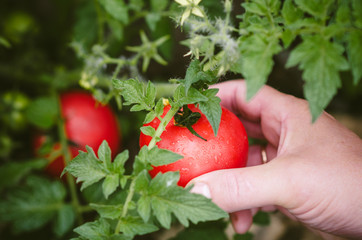 Ripe red tomatoes are on the green foliage background, hanging on the vine of a tomato tree in the garden. Hand holds tomato.