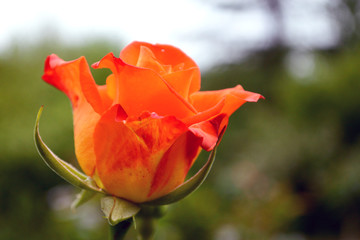 Beautiful wet orange rose flower in the garden