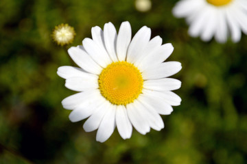 Fototapeta premium Matricaria Chamomile Flower. Nature, outdoor