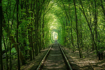 Trees formed a tunnel which is called 