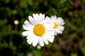 Obraz premium Matricaria Chamomile Flower. Nature, outdoor