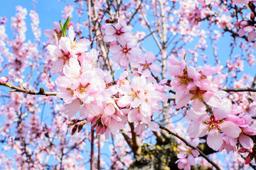Branch of the almondtree blooming in spring.