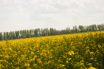 Yellow field rapeseed in bloom