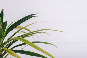 A branch of palm tree in a round glass vase on a white background