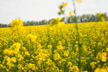 Obraz premium Yellow field rapeseed in bloom