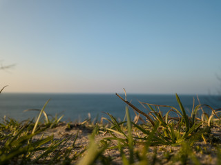 Close up of golden grass in the early spring. Backgorund is a calm ocean.