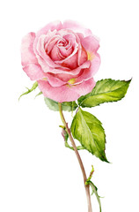 Floral watercolor illustration. Delicate pink rose on white.