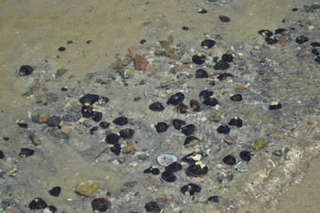 Black rocks on the beach
