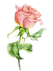 Floral watercolor illustration. Delicate pink rose on white.
