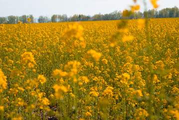 Yellow field rapeseed in bloom