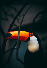 Tukan auf dunklem Hintergrund